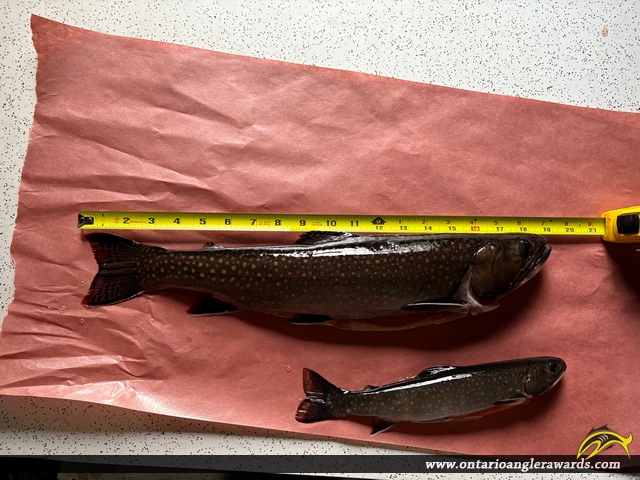 19" Brook/Speckled Trout caught on Damphino Lake