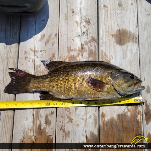 18" Smallmouth Bass caught on Winnipeg River System