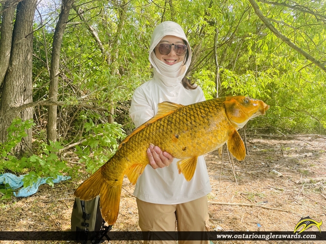 33.6" Carp caught on Machedash Bay