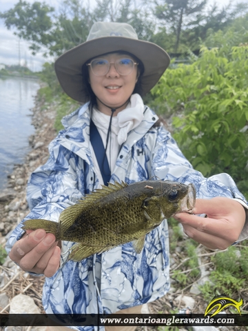 10.2" Rock Bass caught on Georgian Bay