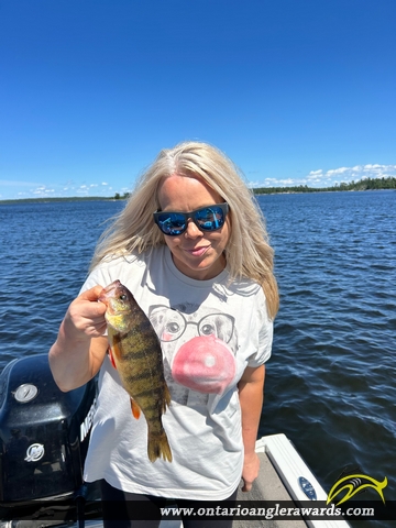 13" Yellow Perch caught on Lake of the Woods