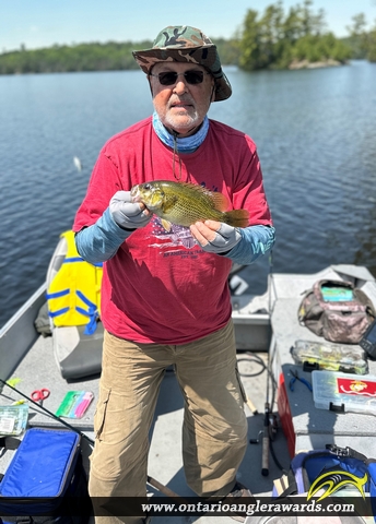 11.5" Rock Bass caught on Kecil Lake