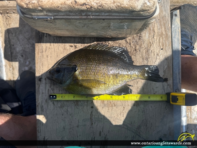 9.5" Pumpkinseed caught on Little Van Winkle