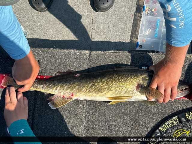 31.50" Walleye caught on Lake of the Woods