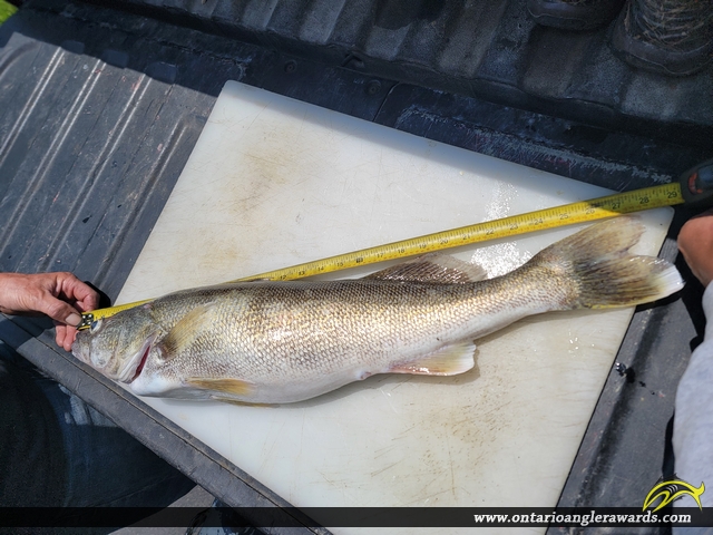 28" Walleye caught on Lake Erie