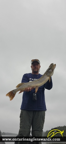 33.5" Northern Pike caught on Lake of the woods 