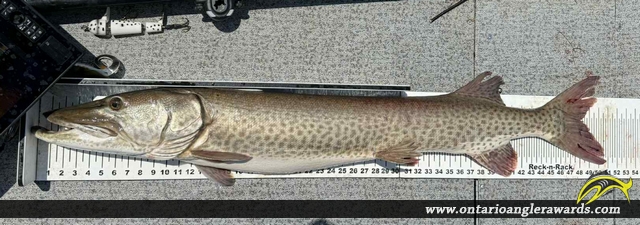 51" Muskie caught on Lake St Clair