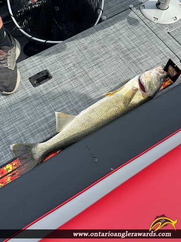 29" Walleye caught on Echo Bay 