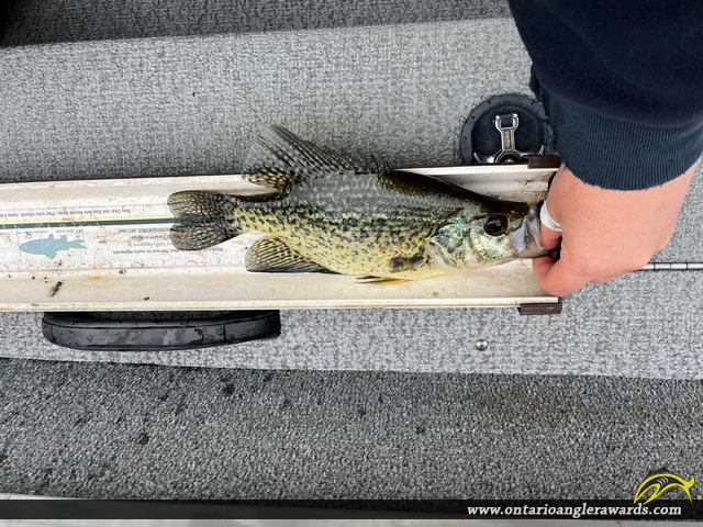 12.5" Black Crappie caught on Rugby Lake