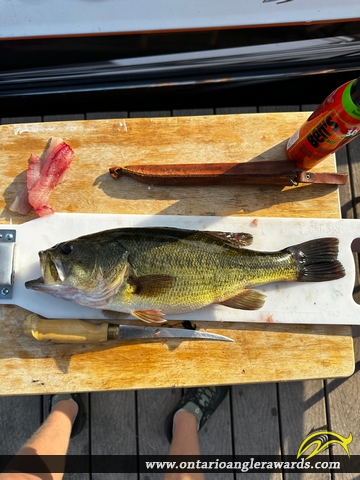 18" Largemouth Bass caught on Luckovitch Lake