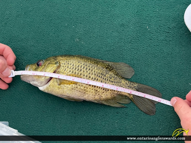 10" Rock Bass caught on Mephisto Lake