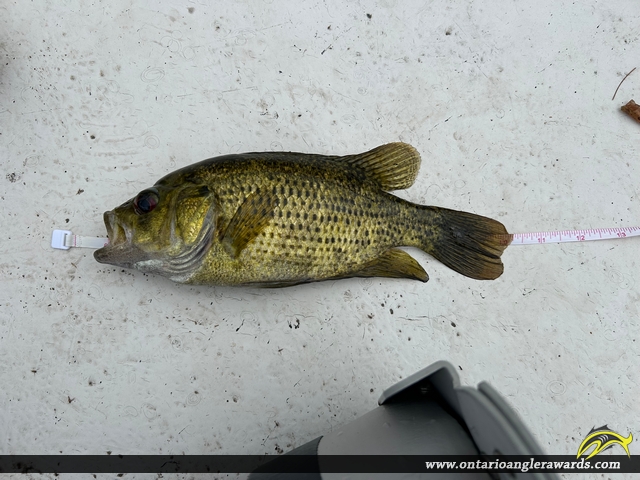 10.25" Rock Bass caught on Mephisto Lake