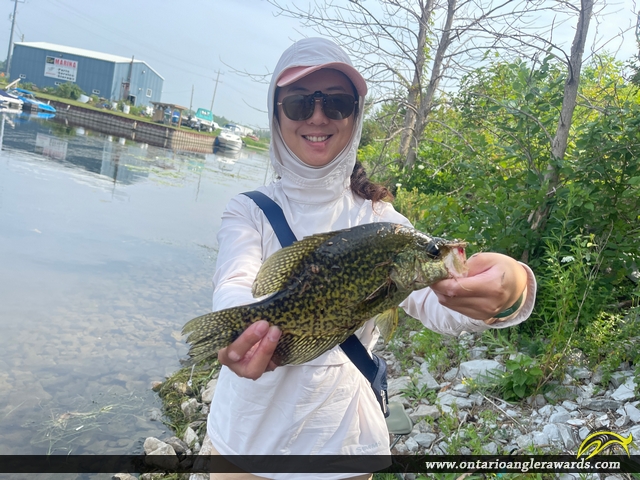 11.2" Black Crappie caught on Georgian Bay