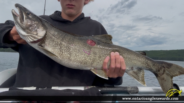 31" Lake Trout caught on Highwind Lake 