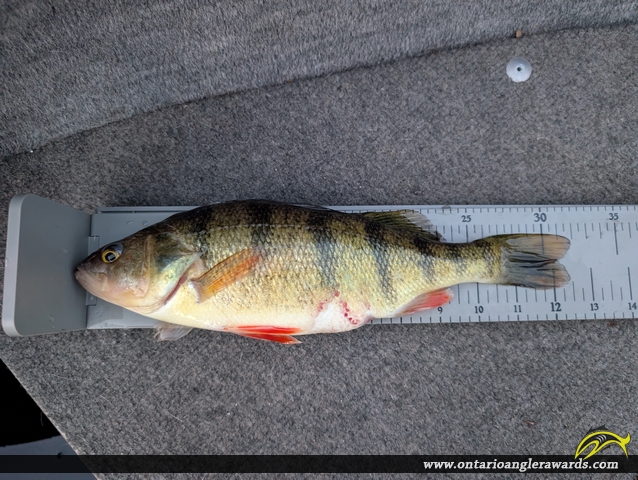 12.25" Yellow Perch caught on Lake of the Woods