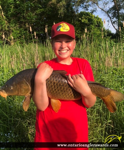 38" Carp caught on Wingham River