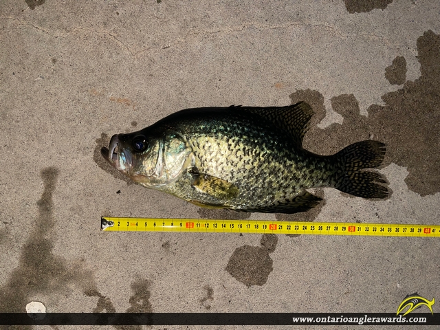 13.38" Black Crappie caught on Canal Lake