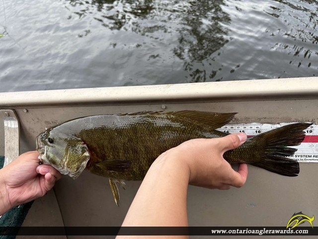 19" Smallmouth Bass caught on Winnipeg River 