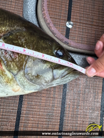 20" Smallmouth Bass caught on Black Sturgeon Lake