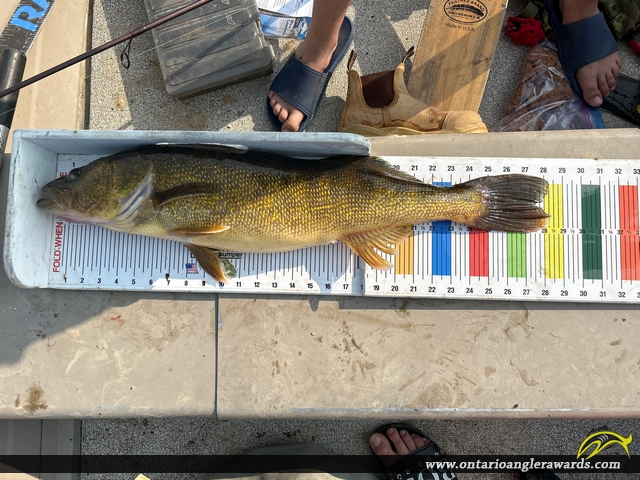 28.25" Walleye caught on Kenogami River