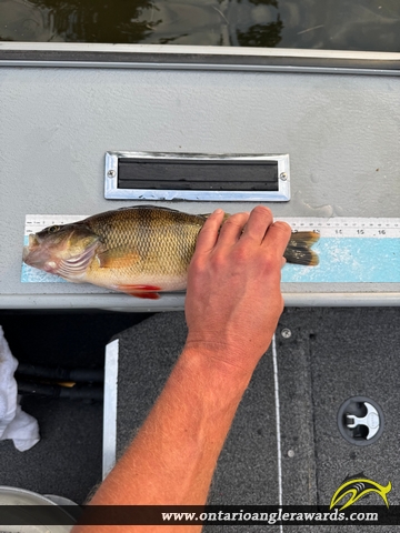13" Yellow Perch caught on Lake of the Woods