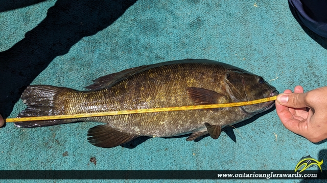 18" Smallmouth Bass caught on Lake of the Woods