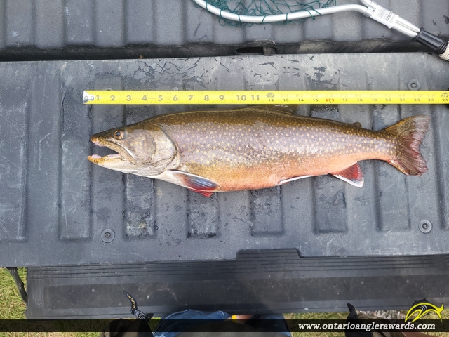 23" Splake caught on Lundy Lake