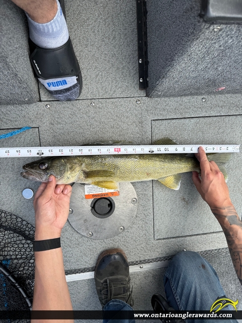 26" Walleye caught on Muskrat River