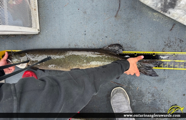 41" Muskie caught on Trout lake 
