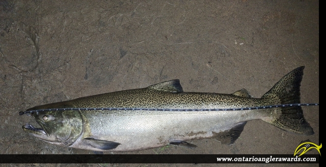 37.5" Chinook Salmon caught on Oshawa Creek