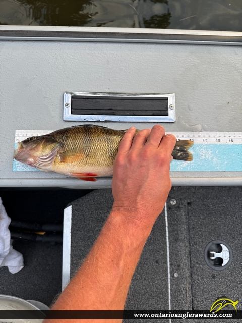 13" Yellow Perch caught on Lake of the Woods