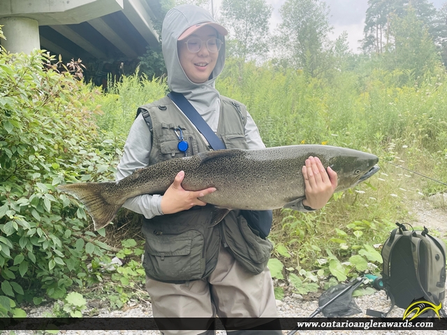 40.15" Chinook Salmon caught on Bowmanville Creek