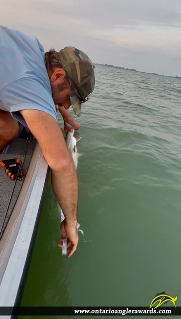 57" Muskie caught on Lake St. Clair