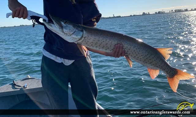 40" Muskie caught on Lake St. Clair