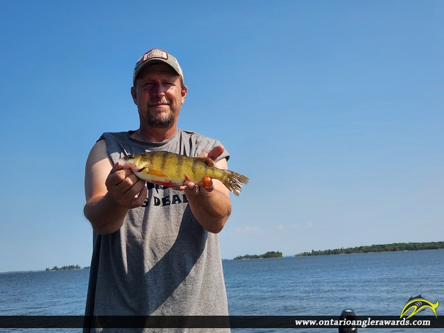 12" Yellow Perch caught on Lake of the woods 