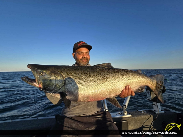 41" Coho Salmon caught on Lake Ontario