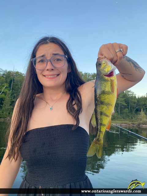 12" Yellow Perch caught on Paudash Lake