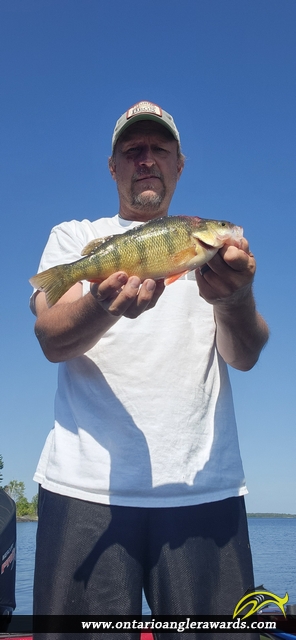 12.5" Yellow Perch caught on Lake of the Woods