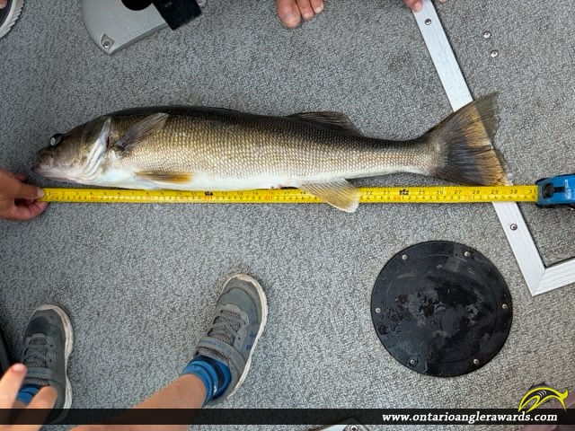 30" Walleye caught on Granite Lake