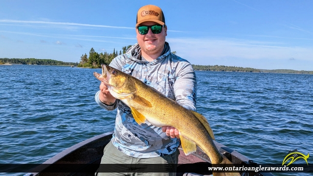 30.5" Walleye caught on Lake of the Woods