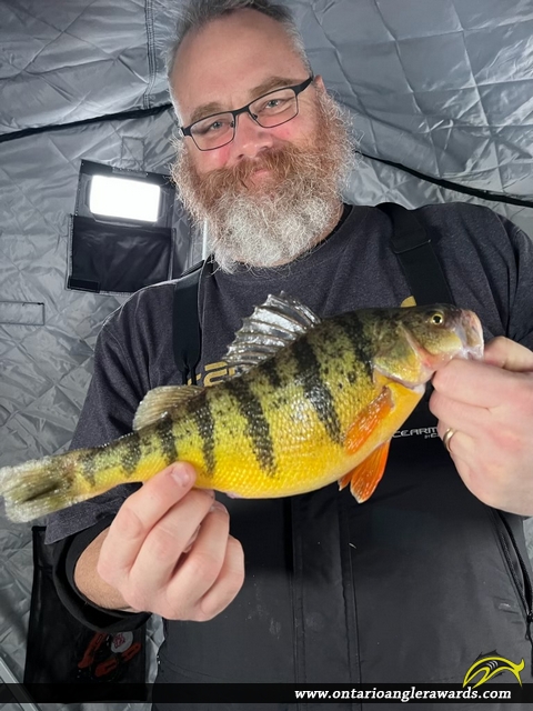 14" Yellow Perch caught on Lake Simcoe