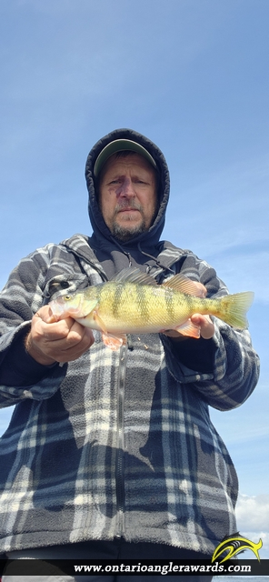 12.25" Yellow Perch caught on Lake of the Woods 