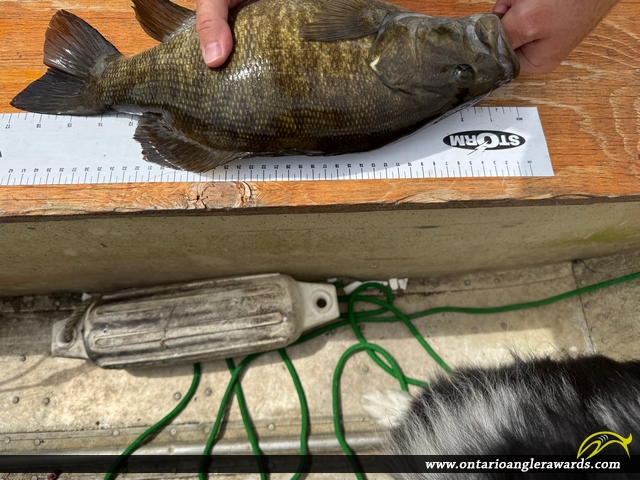 17" Smallmouth Bass caught on Sandy Lake
