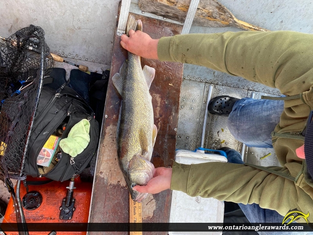 28.5" Walleye caught on Lake of the Woods 