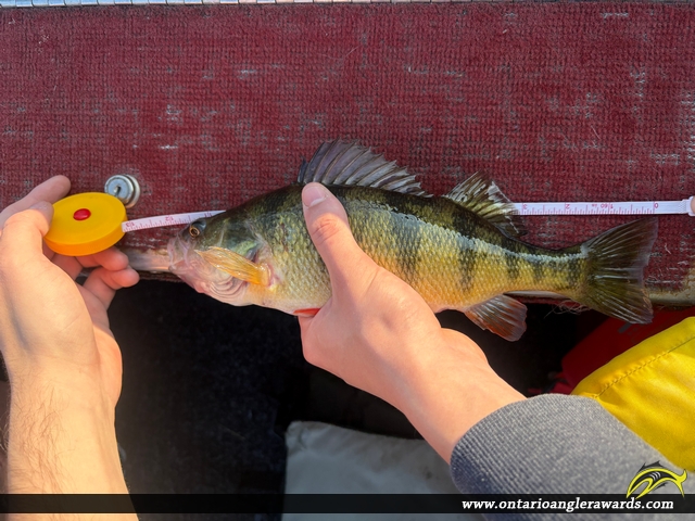 12" Yellow Perch caught on Lake of the Woods 