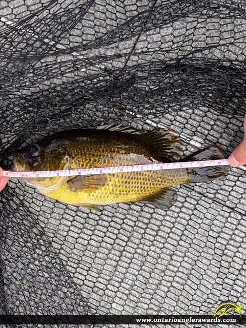 11.25" Rock Bass caught on Baptiste Lake