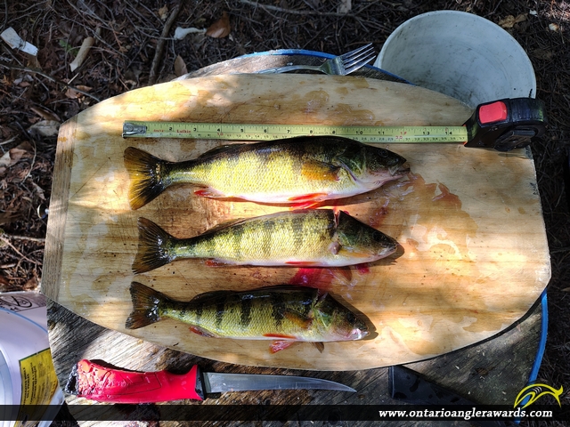 12" Yellow Perch caught on Glamor Lake
