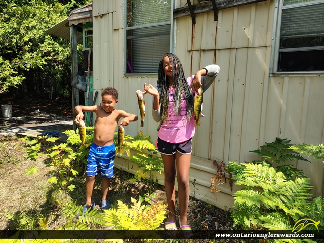12" Yellow Perch caught on Glamor Lake