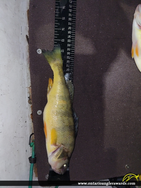 12.75" Yellow Perch caught on Lake Simcoe