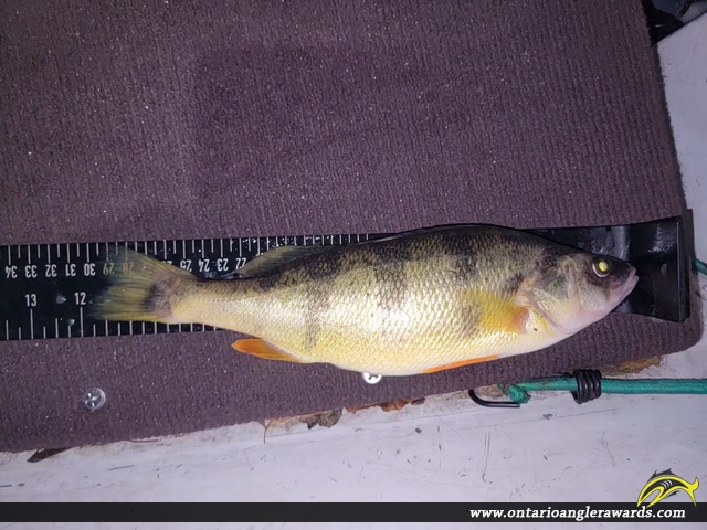 12" Yellow Perch caught on Lake Simcoe